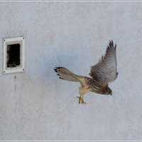 Начало сезона :: Сеня Белгородский