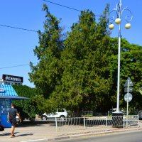 Керчь. Туи на пересечении улиц Горбульского и Пирогова летом. :: Пётр Чернега