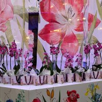 С Праздником , дорогие женщины ! С 8 марта ! :: Анатолий Колосов