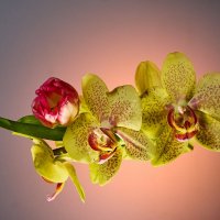 С праздником! :: Владимир 