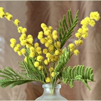 Мимоза. :: Валерия Комова