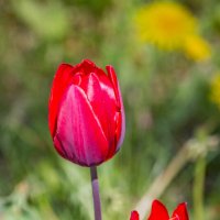 Поздравляю милых дам с 8 Марта !!! :: Ravile 