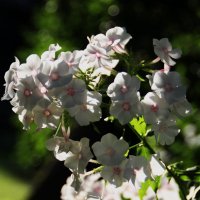 Нежность ... :: Татьян@ Ивановна