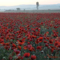 Природа Крыма :: Изумительная Космея