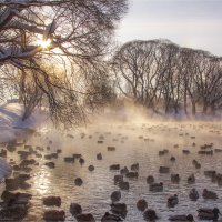 Утро :: Анастасия Северюхина