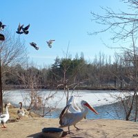 Март в ростовском зоопарке :: Нина Бутко