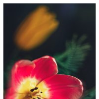 spring-blooming :: Сергей В