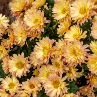 *** :: ирина )))