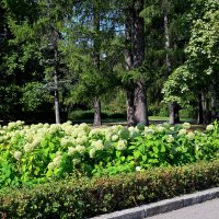 Сокольники :: Игорь Белоногов