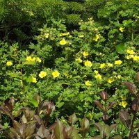 Лапчатка :: Freddy 97