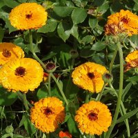 Календула :: Freddy 97