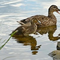 Дикие утки. :: Михаил Курзанцев