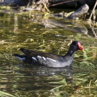 камышница :: Осень 