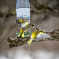 разборки на кормушке :: Зинаида Манушкина