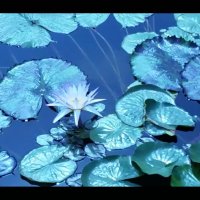 115 (179) :: CLOSE WAYS ALL