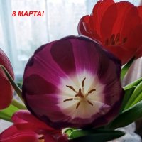 Всех бабушек, женщин, девушек, девочек с женским днём! :: Ирина ***