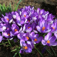 С Праздником ,Милые дамы! :: Ninell Nikitina