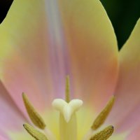 Сердце тюльпана :: Tina Kott