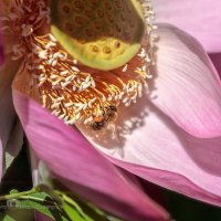 Билайн в гостях у лотоса :: Игорь Сарапулов