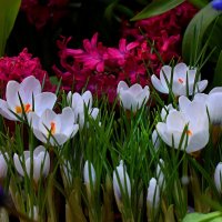 Первоцветы. :: Татьяна Помогалова