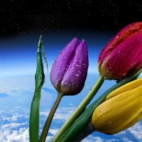 "Международный Женский День" - С Праздником, Дорогие Женщины!... :: Игорь Питерский