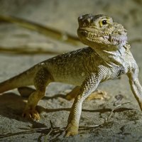 Ушастая круглоголовка :: Aleksey Afonin