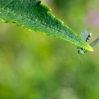 Лето. Макро. :: Владимир Лазарев