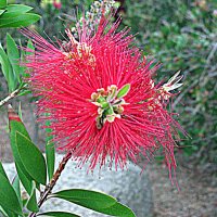 Цветы Барселоны. :: Владимир Драгунский Цветы Барселоны. :: Владимир Драгунский