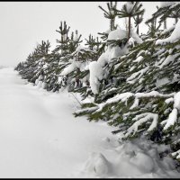 После снегопада :: **** vedin