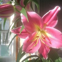 Лилия :: Елена Семигина