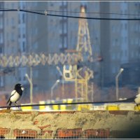 Все подружки по парам :: Сеня Белгородский