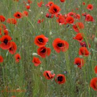 Природа Крыма :: Изумительная Космея