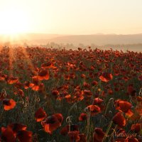 Природа Крыма :: Изумительная Космея