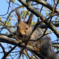 С орешком :: Лариса С.