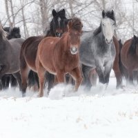 Лошади Хакасии :: Марина Фомина.