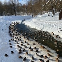 Утки. Истра :: Андрей Л. В. Утки. Истра :: Андрей Л. В.