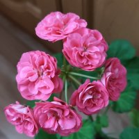 Survivor Rosalinda :: Александр Ш