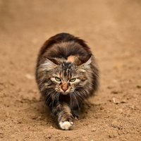 Кассандра :: Светлана Ивановна