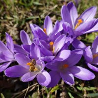 Нежности букетик... :: Галина 