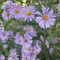 Зимние астры :: Freddy 97 Зимние астры :: Freddy 97