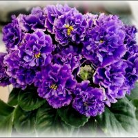 Махровая фиалка :: Елена Сухорученкова