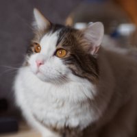 Янтарный взгляд. :: Николай 