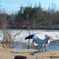 Март в ростовском зоопарке :: Нина Бутко