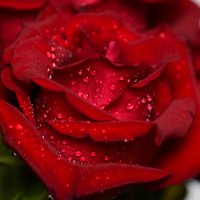 К празднику. :: Наталья Вязигина