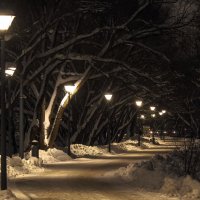 Прогулки в Зимнем Парке :: юрий поляков