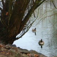 У озера :: Юрий. Шмаков