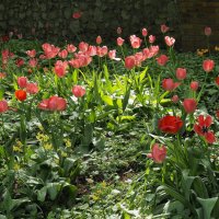 Цветы в Аптекарском огороде :: Мария К. Цветы в Аптекарском огороде :: Мария К.