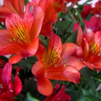 Альстромерии :: Сергей Карачин