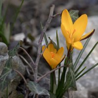 Открывает калитку приветливый Крым... :: Валерий Басыров