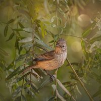 Канастеро :: Svetlana Galvez